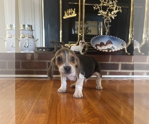 Beagle Puppy for sale in WOODBRIDGE, VA, USA