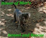 Small #7 American Pit Bull Terrier