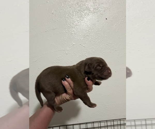 Medium Photo #1 Labrador Retriever Puppy For Sale in OSYKA, MS, USA