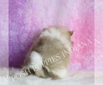 Small Photo #43 Pomeranian Puppy For Sale in WARSAW, IN, USA