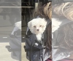 Small Photo #1 Mauxie Puppy For Sale in RIVERSIDE, CA, USA