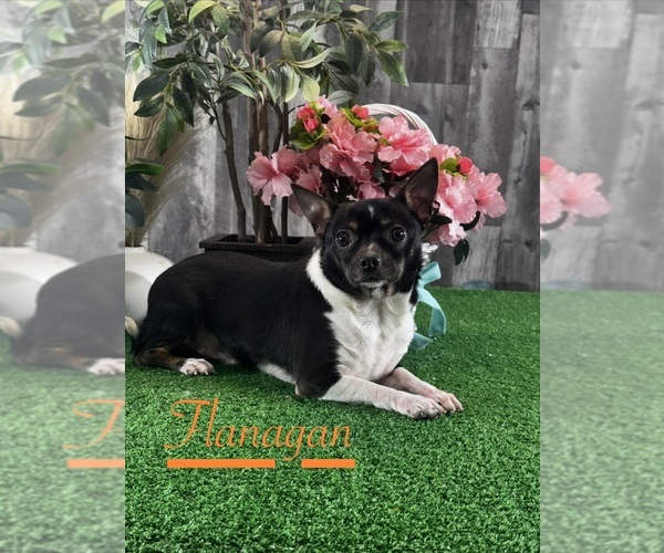 Medium Photo #5 Chihuahua Puppy For Sale in CANOGA, NY, USA