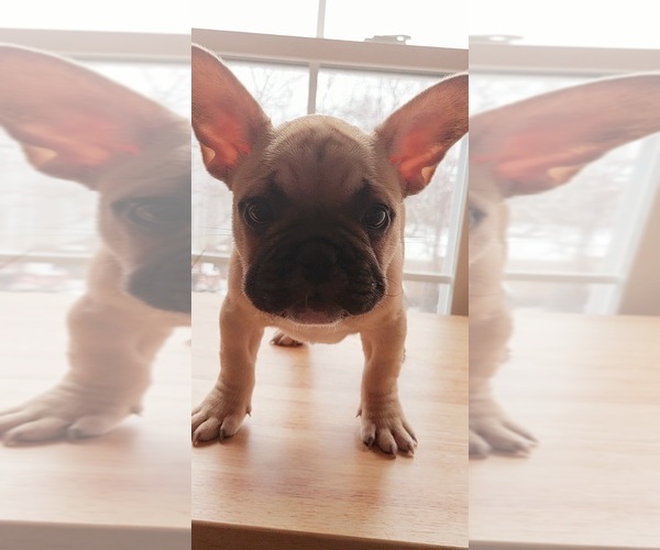 Medium Photo #11 French Bulldog Puppy For Sale in MANHATTAN, NY, USA