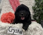 Crystal - Female Bernese Mountain Dog Puppy for Sale - Photo #2