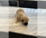 Small Photo #7 Akita Puppy For Sale in LINCOLNTON, NC, USA