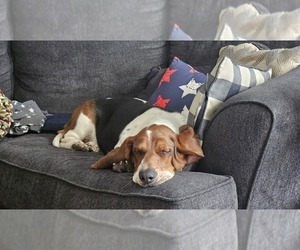 Mother of the Basset Hound puppies born on 05/04/2025