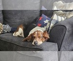 Small Photo #1 Basset Hound Puppy For Sale in FREMONT, NE, USA