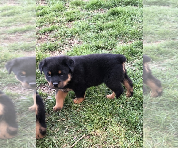 Medium Photo #12 Rottweiler Puppy For Sale in VONORE, TN, USA