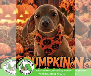 Beagle-Unknown Mix Dogs for adoption in Stroudsburg, PA, USA
