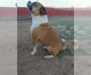 Gidget-ADOPTED 10/2/26 - Female Puggle Dog for Adoption - Photo #2