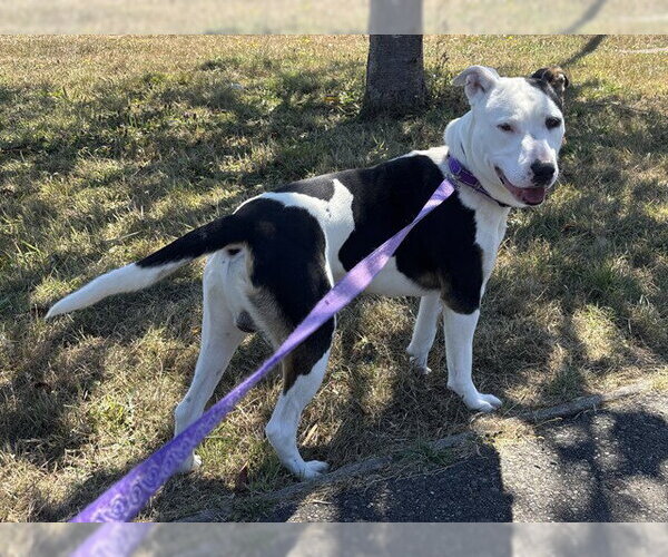 Medium Photo #1 Mutt Puppy For Sale in McKinleyville, CA, USA