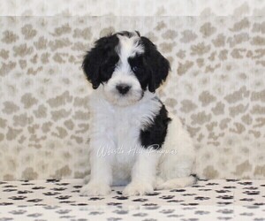 Miniature Bernedoodle Puppy for sale in DENVER, PA, USA
