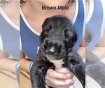 Puppy Brown Irish Wolfhound