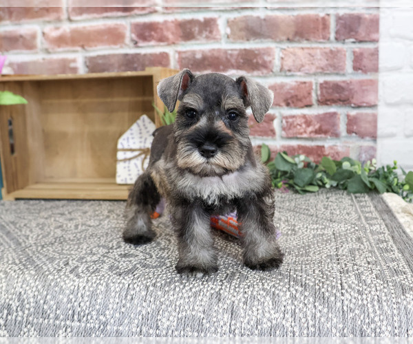 Medium Photo #3 Schnauzer (Miniature) Puppy For Sale in SYRACUSE, IN, USA