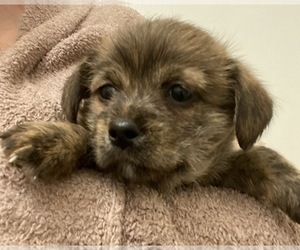 ShiChi-Unknown Mix Dogs for adoption in MAHWAH, NJ, USA