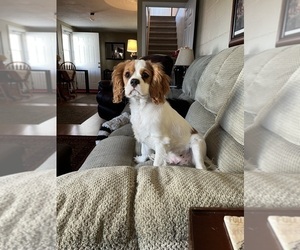 Cavalier King Charles Spaniel Puppy for sale in SAINTE GENEVIEVE, MO, USA