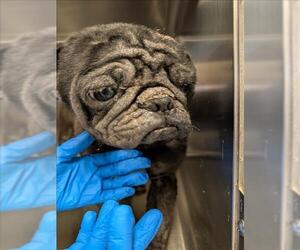 Pug Dogs for adoption in Houston, TX, USA