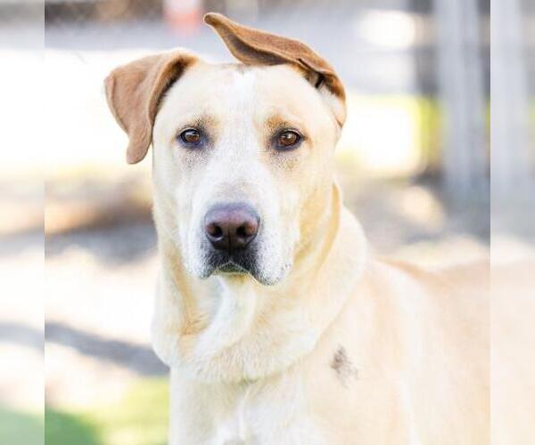 Medium Photo #1 Labrador Retriever-Unknown Mix Puppy For Sale in Camarillo, CA, USA
