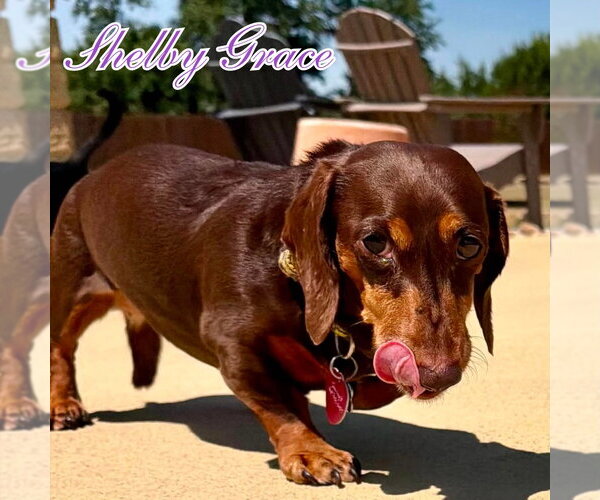 Medium Photo #8 Dachshund Puppy For Sale in San Antonio, TX, USA