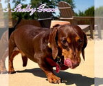 Small #7 Dachshund