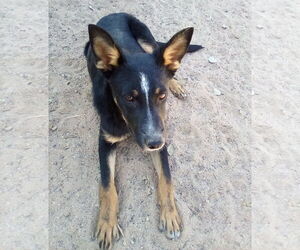 Medium Mutt