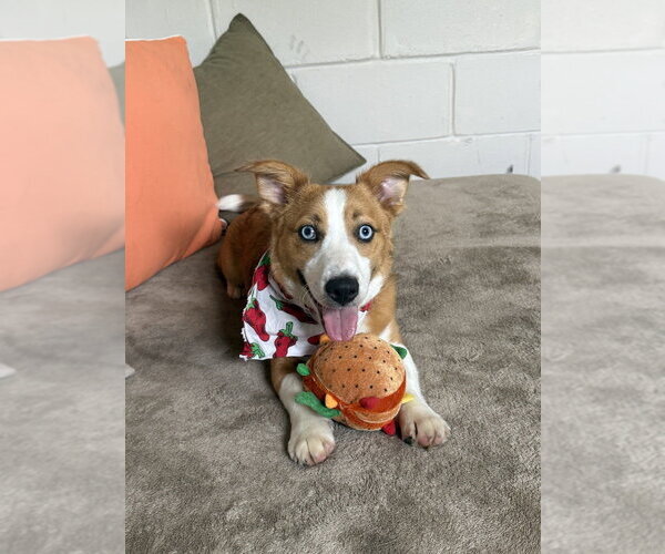 Medium Photo #3 Mutt Puppy For Sale in San Leon, TX, USA