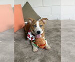 Small #2 Mutt