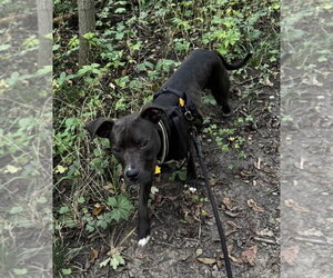 Alfie Boy - Male American Pit Bull Terrier-Unknown Mix Dog for Adoption - Photo #2
