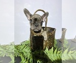 Small #1 Faux Frenchbo Bulldog