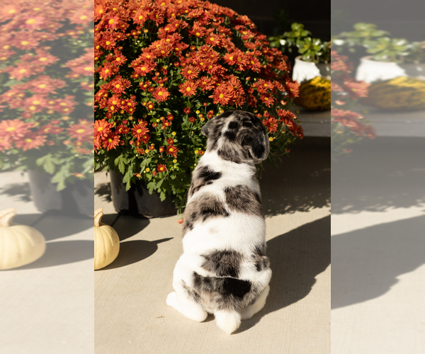 Medium Photo #6 Cocker-Pei Puppy For Sale in MILLERSBURG, IN, USA