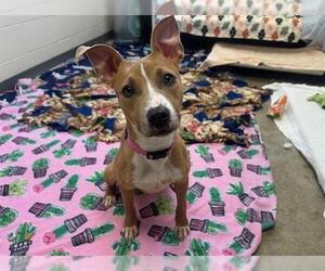 American Pit Bull Terrier Dogs for adoption in Fort Wayne, IN, USA