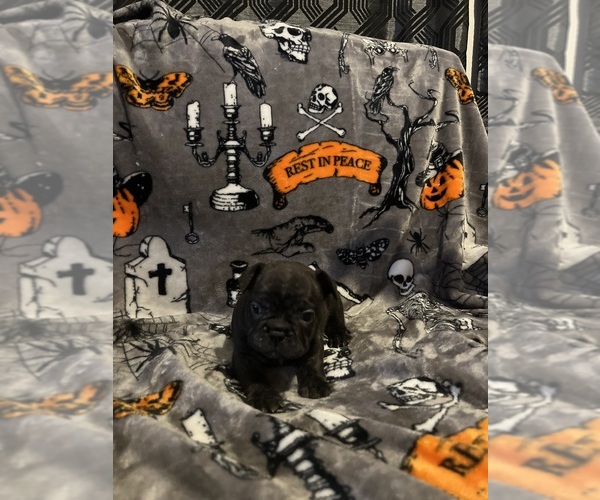 Medium Photo #9 French Bulldog Puppy For Sale in OCALA, FL, USA
