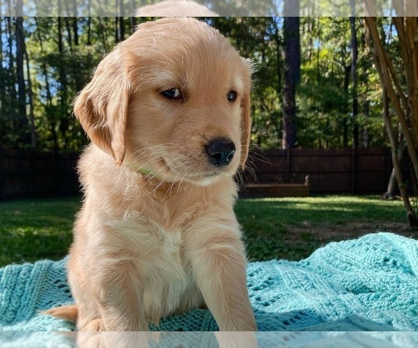 Medium Photo #9 Golden Retriever Puppy For Sale in BUTNER, NC, USA