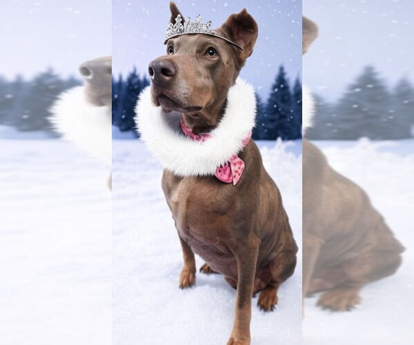 Medium Photo #3 Doberman Pinscher Puppy For Sale in Buffalo, MN, USA