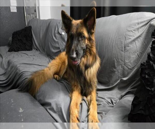 Medium Photo #2 German Shepherd Dog-Unknown Mix Puppy For Sale in Las Vegas, NV, USA