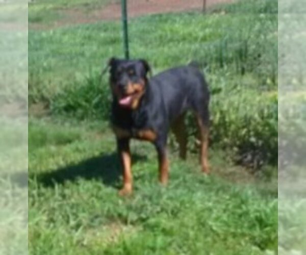 Medium Photo #1 Rottweiler Puppy For Sale in HACKETT, AR, USA