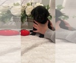 Small Photo #7 Labrador Retriever Puppy For Sale in BRYANTOWN, MD, USA