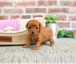 Small #6 Cavapoo