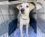 Small #1 Labrador Retriever Mix