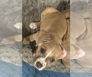 American Pit Bull Terrier-Unknown Mix Dogs for adoption in Sanford, FL, USA