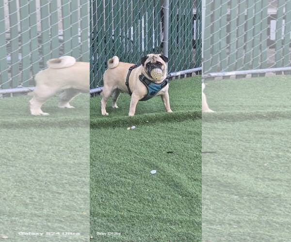 Medium Photo #2 Pug Puppy For Sale in Tenafly, NJ, USA