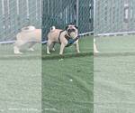 Small #1 Pug
