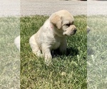Small Photo #4 Labrador Retriever Puppy For Sale in CENTREVILLE, MI, USA