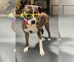 Stevie Albania - Male Mutt Dog for Adoption - Photo #2