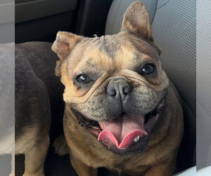 French Bulldog Dogs for adoption in Newport Beach, CA, USA