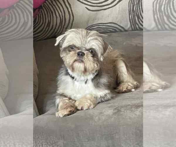 Medium Photo #1 Shih Tzu-Unknown Mix Puppy For Sale in Fenton, MO, USA