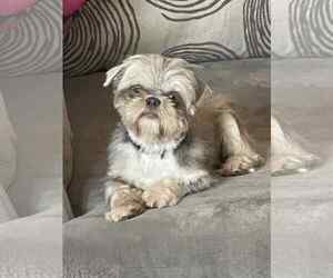 Medium Shih Tzu Mix