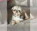Small Shih Tzu Mix