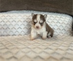 Small #2 Pomsky