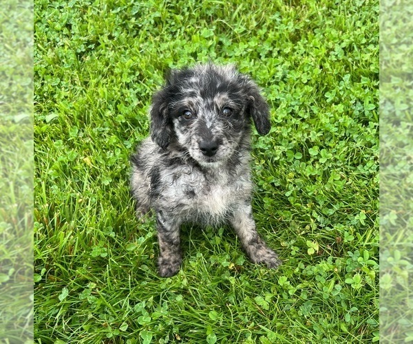 Medium Photo #2 F2 Aussiedoodle Puppy For Sale in NORTH VERNON, IN, USA